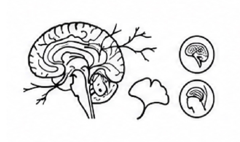 뇌건강|Brain Health