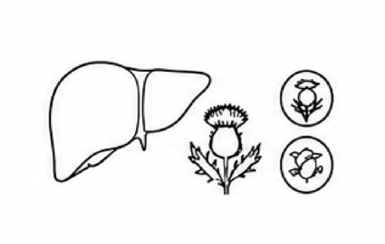간건강|Liver Health
