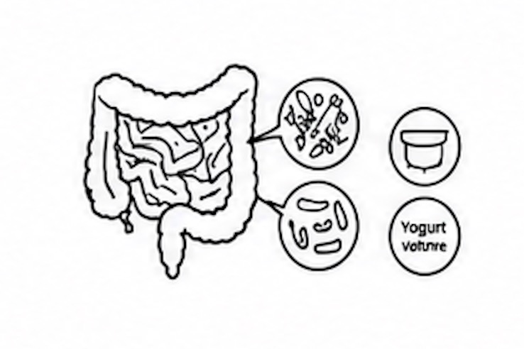 유산균|Probiotics