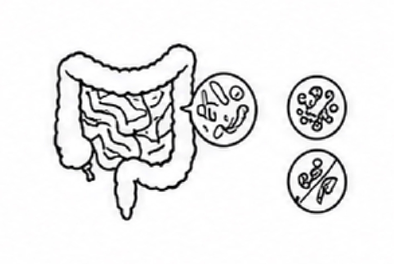 장건강|Gut Health